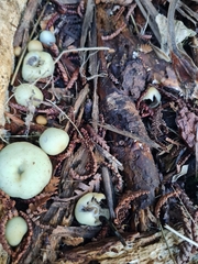 Psilocybe weraroa