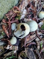 Psilocybe weraroa