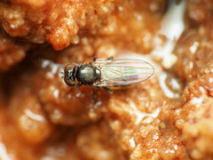 Aulacigaster neoleucopeza