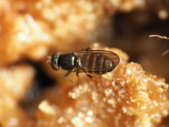 Aulacigaster neoleucopeza