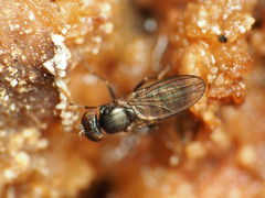 Aulacigaster neoleucopeza