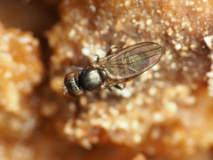 Aulacigaster neoleucopeza