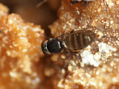 Aulacigaster neoleucopeza