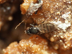 Aulacigaster neoleucopeza