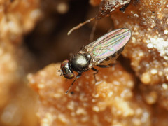 Aulacigaster neoleucopeza