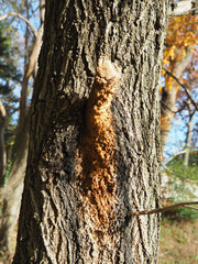 Aulacigaster neoleucopeza