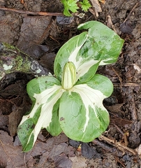 Trillium sessile