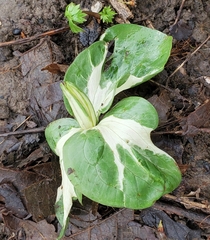Trillium sessile