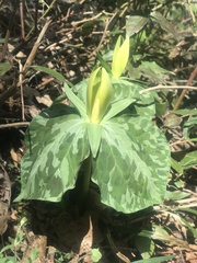 Trillium luteum