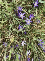 Brodiaea terrestris