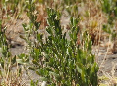 Baccharis linearifolia