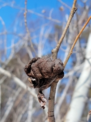 Pachypappa sacculi