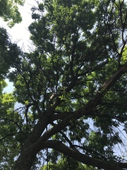 Fraxinus pennsylvanica