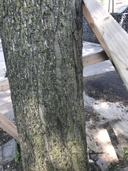 Fraxinus pennsylvanica