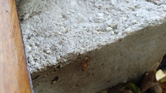 Camponotus conspicuus