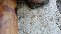 Camponotus conspicuus