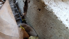 Camponotus conspicuus