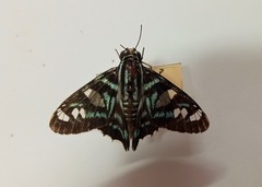Parelbella ahira