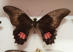 Heraclides anchisiades