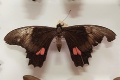 Heraclides anchisiades