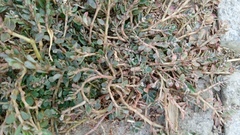 Euphorbia thymifolia