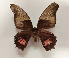 Heraclides anchisiades