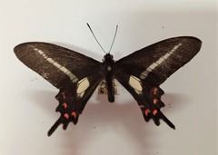 Parides proneus