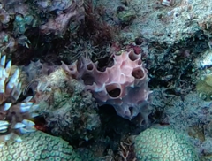 Callyspongia aculeata