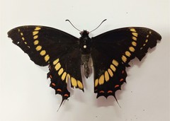 Papilio scamander