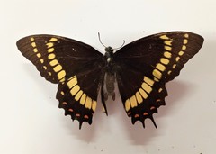 Papilio scamander