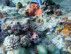 Callyspongia aculeata