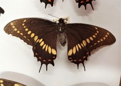 Papilio scamander