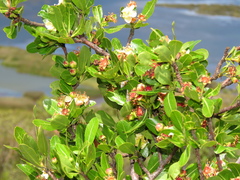 Kageneckia lanceolata