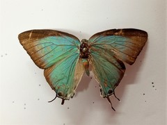 Pseudolycaena marsyas