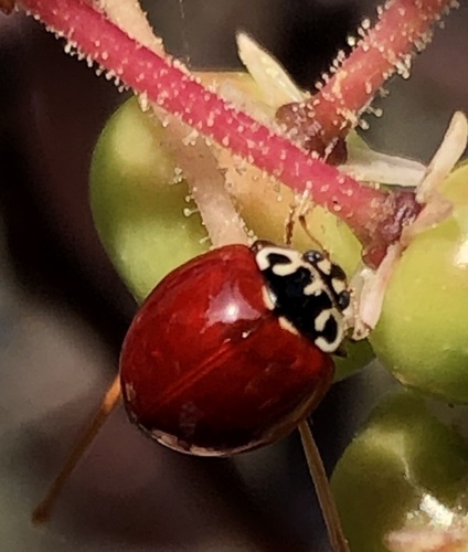 Western Polished Lady Beetle
