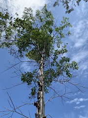 Calycophyllum spruceanum