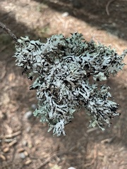 Hypogymnia occidentalis