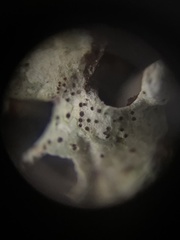 Hypogymnia occidentalis