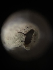 Hypogymnia occidentalis