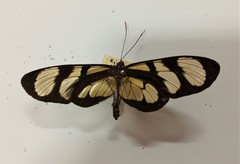 Methona themisto