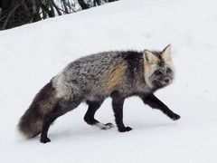 Vulpes vulpes cascadensis