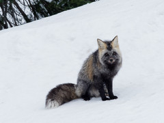 Vulpes vulpes cascadensis