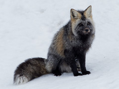 Vulpes vulpes cascadensis