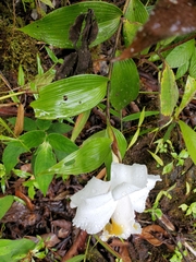 Sobralia chrysostoma