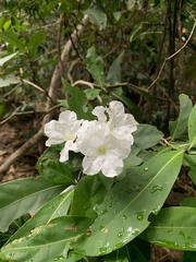Cordia taguahyensis