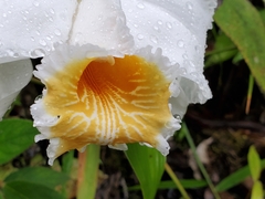 Sobralia chrysostoma