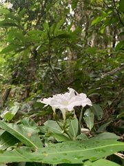 Cordia taguahyensis