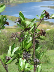 Kageneckia lanceolata