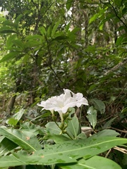Cordia taguahyensis