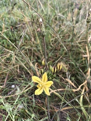 Triteleia ixioides ixioides